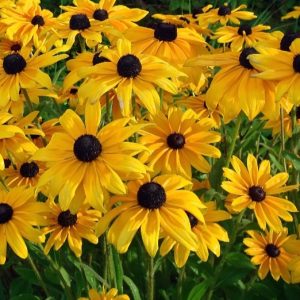Rudbeckia fulgida 'Goldstrum'/ Pompás kúpvirág