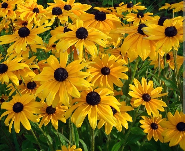 Rudbeckia fulgida 'Goldstrum'/ Pompás kúpvirág