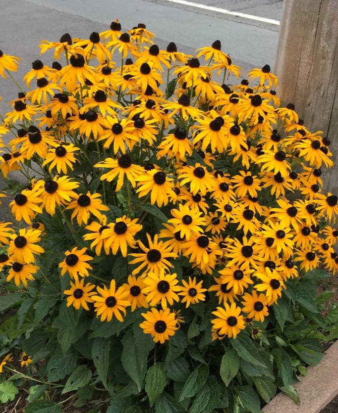 Rudbeckia fulgida 'Goldstrum'/ Pompás kúpvirág - Image 2