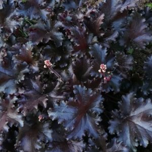 Heuchera 'Black Taffeta'/ Tűzeső (Tűzgyöngyvirág)