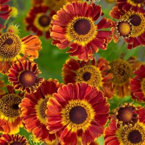 Helenium autumnale 'Fuego'/ Őszi napfényvirág