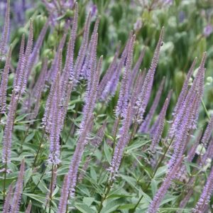 Veronicastrum virginicum 'Fascination'/ Virginiai veronika