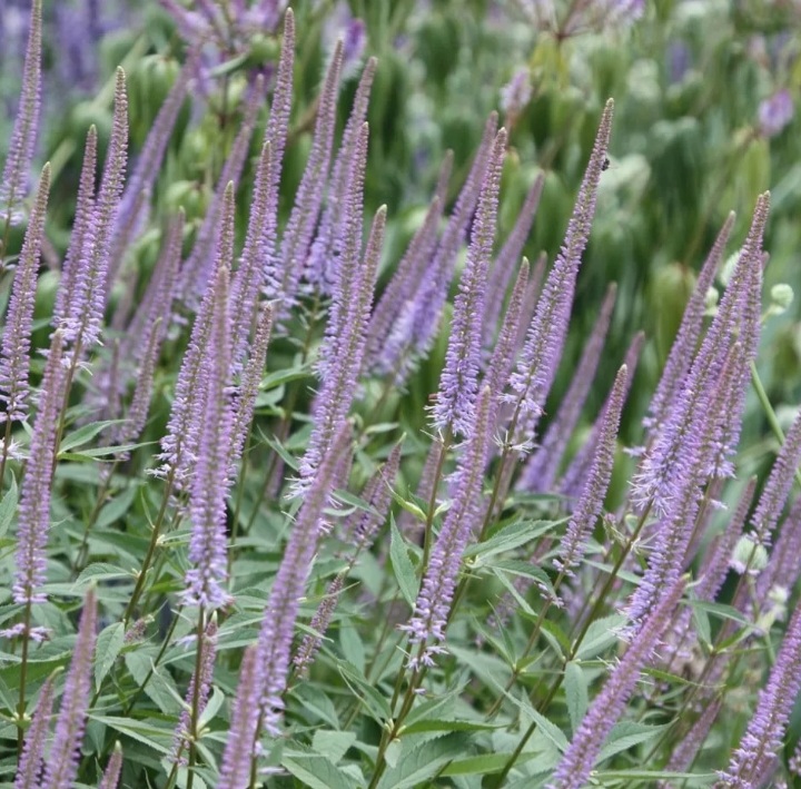 Veronicastrum virginicum 'Fascination'/ Virginiai veronika