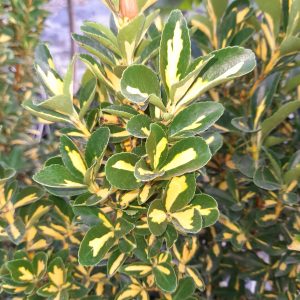 Euonymus japonicus 'Aurepictus'/ Aranyfoltos japán kecskerágó