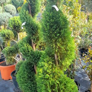 Cupressocyparis leylandii 'Spirale'/ Leylandi ciprus, Spirál