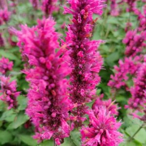 Agastache 'Danish Delight'/ Izsópfű
