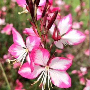 Gaura lindheimeri 'Rosy Jane'/ Díszgyertya