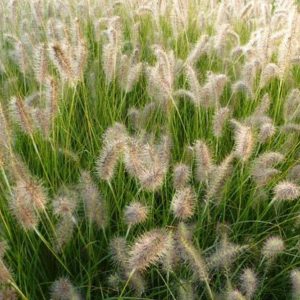 Pennisetum alopecuroides 'Goldstrich'/ Tollborzfű