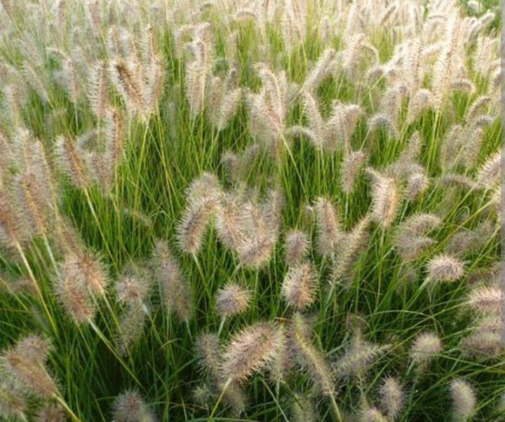 Pennisetum alopecuroides 'Goldstrich'/ Tollborzfű