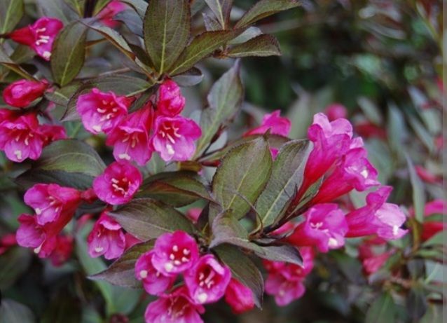 Weigela florida 'Purpurea Nana'/ Törpe vöröslevelű rózsalonc