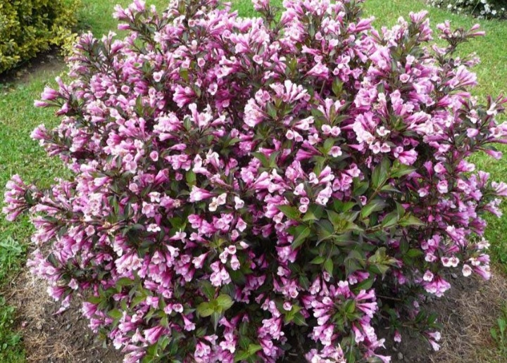 Weigela florida 'Purpurea Nana'/ Törpe vöröslevelű rózsalonc - Image 2