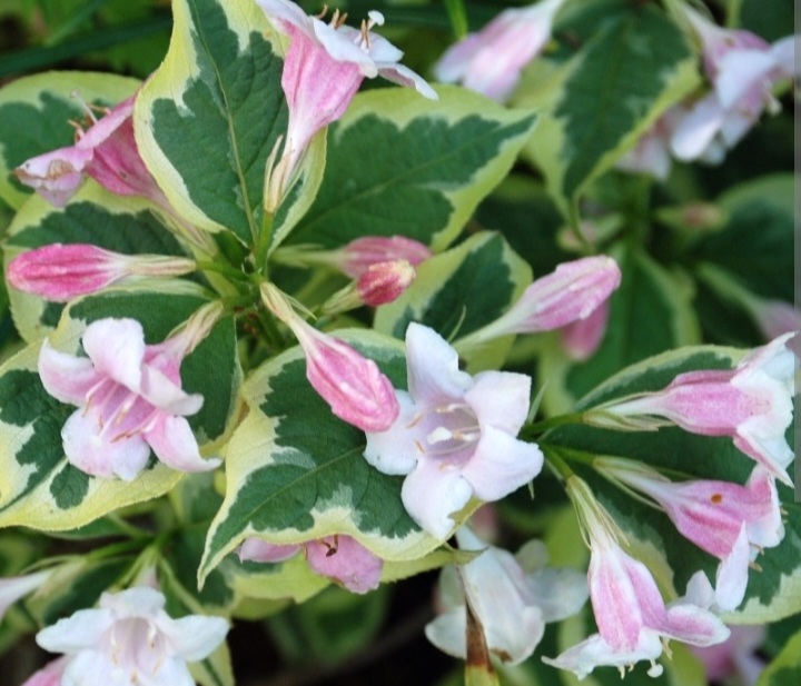 Weigela florida 'Variegata'/ Tarka levelű rózsalonc