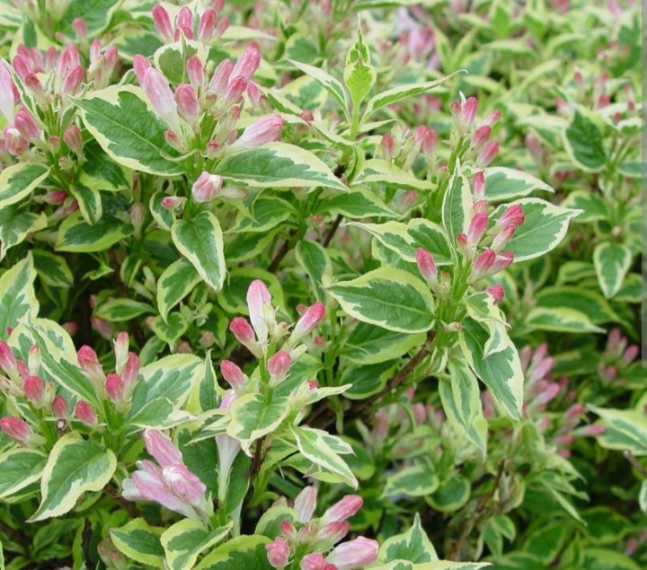 Weigela florida 'Variegata'/ Tarka levelű rózsalonc - Image 2