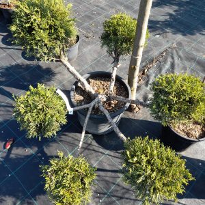 Juniperus sabina/ Nehézszagú boróka, formára nyírt