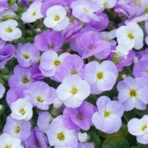 Aubrieta x cultorum 'Florado Blue Blush Bicolor'/ Pázsitviola, kék- fehér