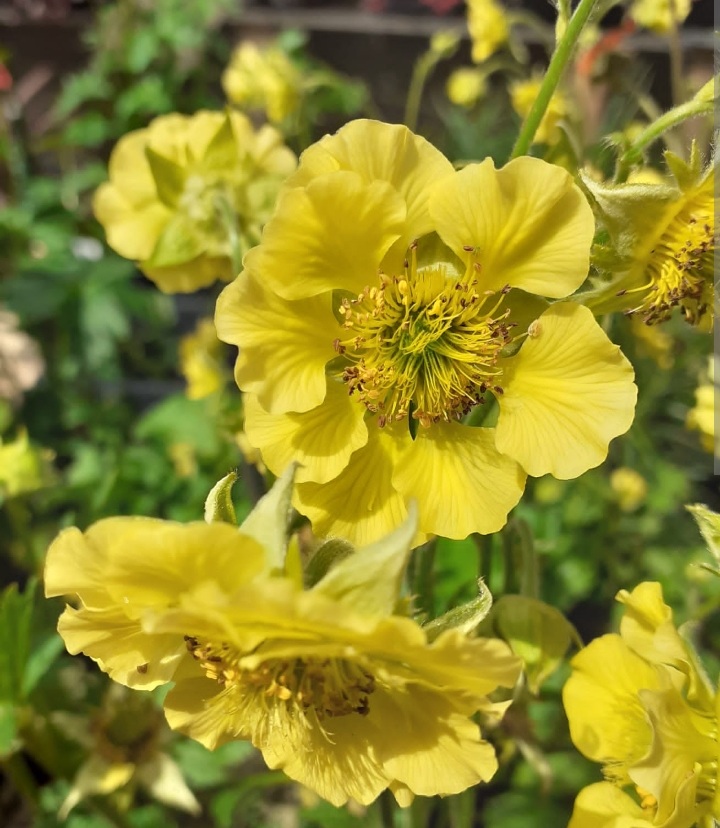 Geum 'Banana Daiquiri'/ Gyömbérgyökér - Image 2