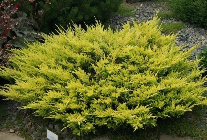 Juniperus horizontalis 'Lime glow'/ Arany terülő henye boróka