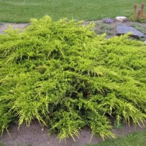 Juniperus media 'Pfitzeriana Aurea'/ Arany terülő boróka