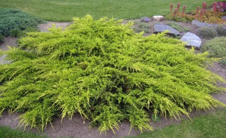 Juniperus media 'Pfitzeriana Aurea'/ Arany terülő boróka
