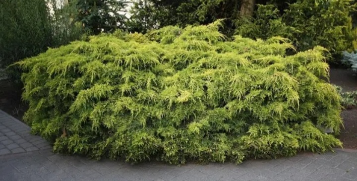 Juniperus media 'Pfitzeriana Aurea'/ Arany terülő boróka - Image 2