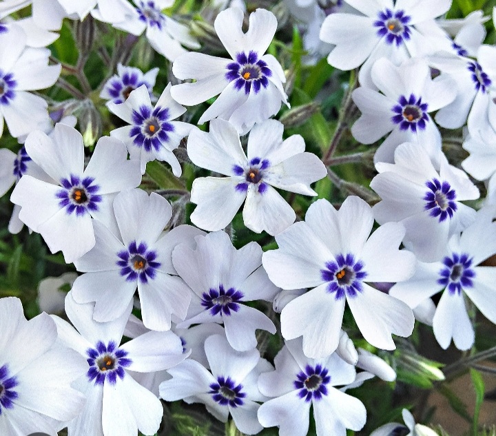 Phlox subulata 'Bavaria'/ Árlevelű lángvirág, fehér, lila szemmel