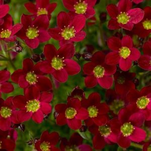 Saxifraga x arendsii 'Alpino Early Deep Red'/ Mohalevelű kötörőfű, piros