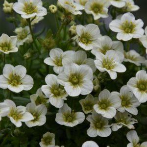 Saxifraga x arendsii 'Alpino Early Lime'/ Mohalevelű kőtörőfű, zöld- fehér