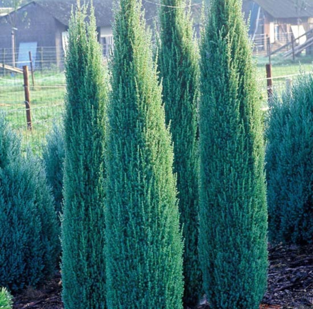 Juniperus communis 'Sentinel'/ Oszlopos ír Sentinel boróka - Image 2