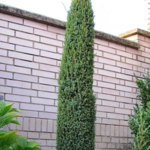 Juniperus communis 'Sentinel'/ Oszlopos ír Sentinel boróka