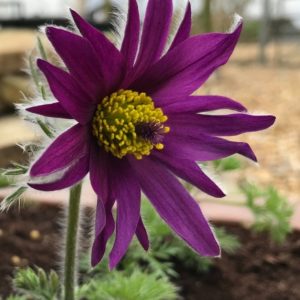 Pulsatilla vulgaris 'Prima Papagena'/ Fodros kökörcsin, Színkeverék