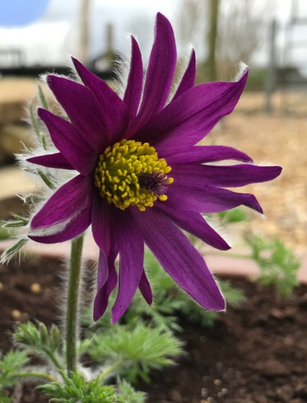 Pulsatilla vulgaris 'Prima Papagena'/ Fodros kökörcsin, Színkeverék