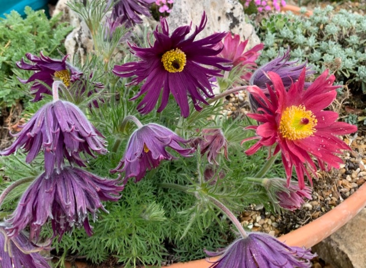 Pulsatilla vulgaris 'Prima Papagena'/ Fodros kökörcsin, Színkeverék - Image 2