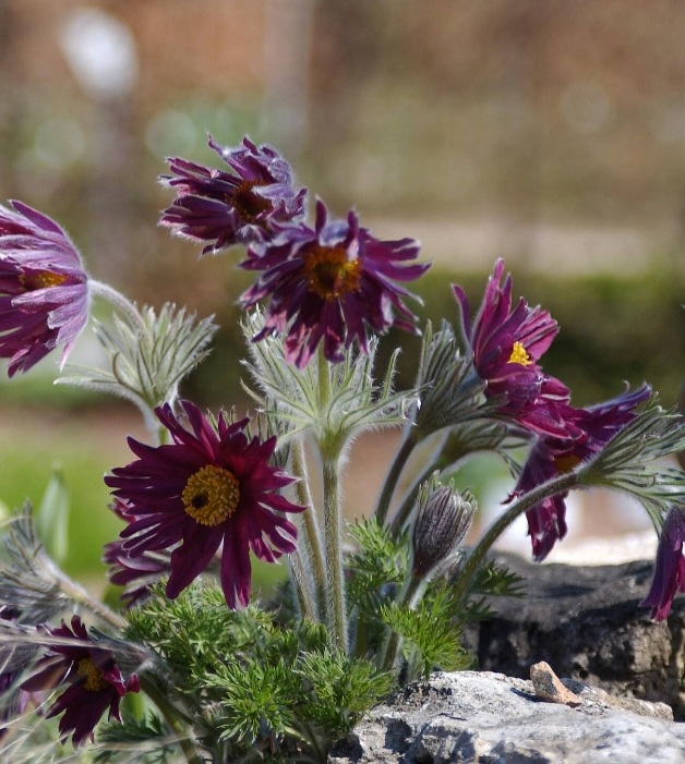 Pulsatilla vulgaris 'Prima Papagena'/ Fodros kökörcsin, Színkeverék - Image 4