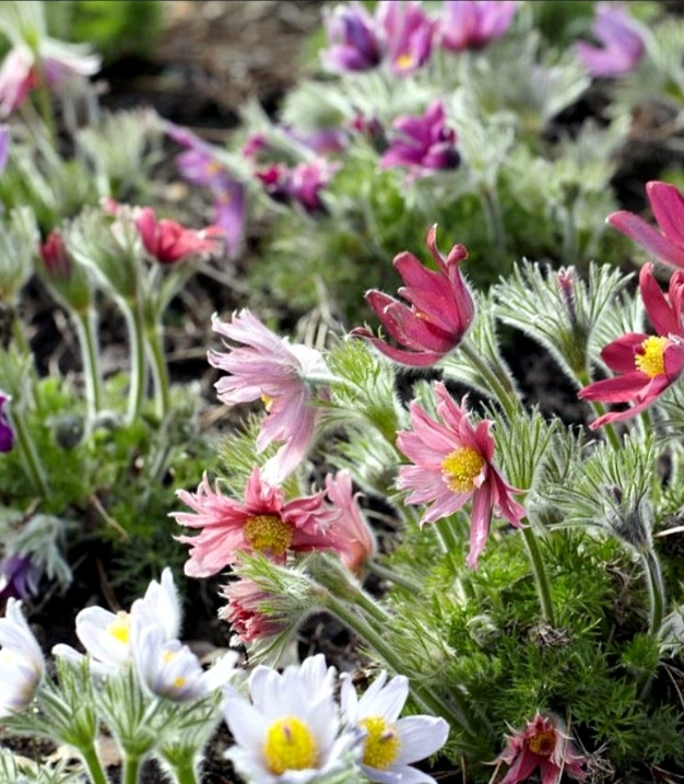 Pulsatilla vulgaris 'Prima Papagena'/ Fodros kökörcsin, Színkeverék - Image 3