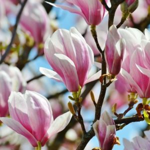 Magnolia 'George Henry Kern'/ Rózsaszín virágú liliomfa