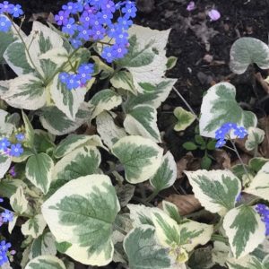 Brunnera macrophylla 'Hadspen Cream'/ Kaukázusi nefelejcs