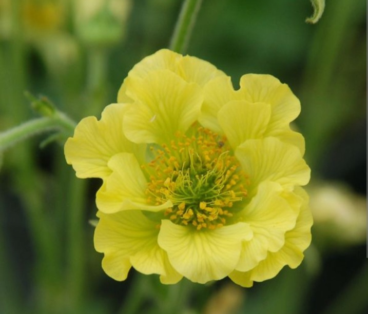 Geum 'Banana Daiquiri'/ Gyömbérgyökér