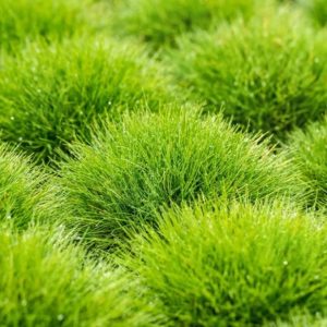 Festuca gautieri/ Medveszőrcsenkesz