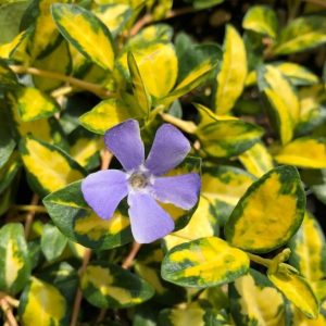 Vinca minor 'Illumination'/ Tarkalevelű kis meténg