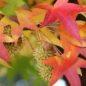 Liquidambar styraciflua/ Amerikai ámbrafa