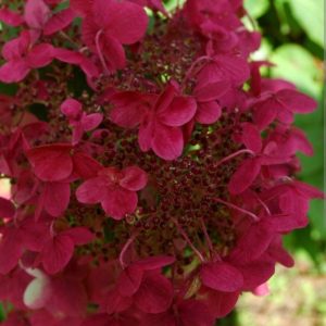 Hydrangea paniculata 'Wim's Red'/ Bugás hortenzia