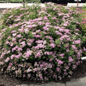 Spiraea japonica 'Little Princess'/ Japán gyöngyvessző