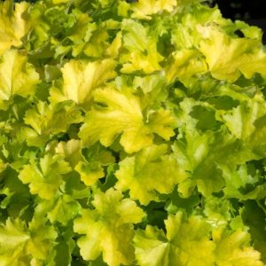 Heuchera 'Lime Marmalade'/ Tűzeső, (Tűzgyöngyvirág)