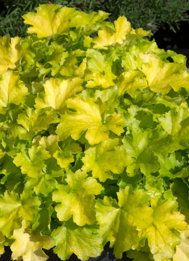 Heuchera 'Lime Marmalade'/ Tűzeső, (Tűzgyöngyvirág)