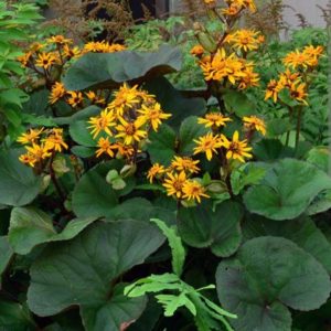 Ligularia dentata 'Desdemona'/ Kínai hamuvirág