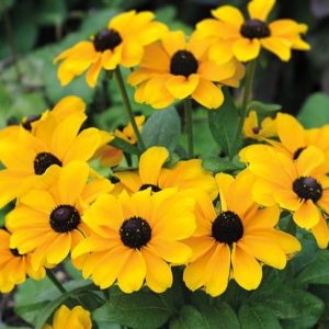 Rudbeckia hirta 'Toto Gold'/ Borzas kúpvirág