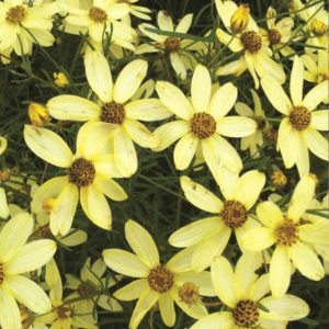 Coreopsis verticillata 'Corleone Cream'/ Keskenylevelű menyecskeszem
