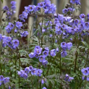 Polemonium 'Heaven Scent'/ Csatavirág