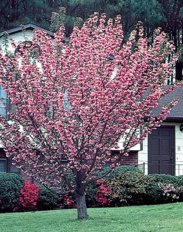 Prunus serrulata 'Royal Burgundy'/ Bordó levelű japán díszcseresznye - Image 2