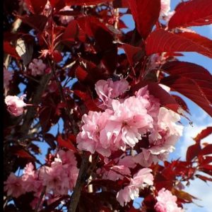 Prunus serrulata 'Royal Burgundy'/ Bordó levelű japán díszcseresznye